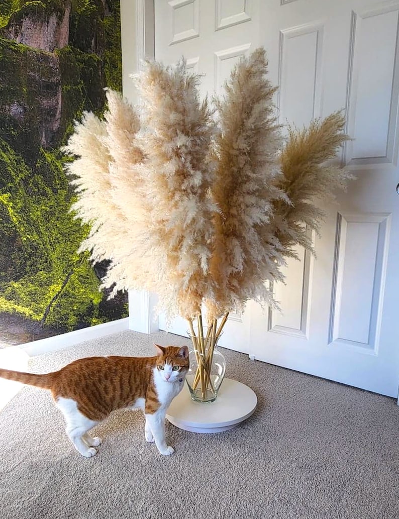 5 Stems TALL PAMPAS GRASS 2-4ft | Grand Sale | Dry