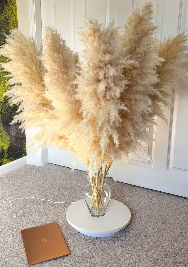 5 Stems TALL PAMPAS GRASS 2-4ft | Grand Sale | Dry