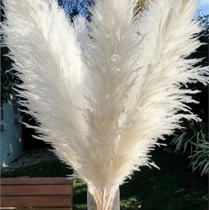 5 Stems TALL PAMPAS GRASS 2-4ft | Grand Sale | Dry