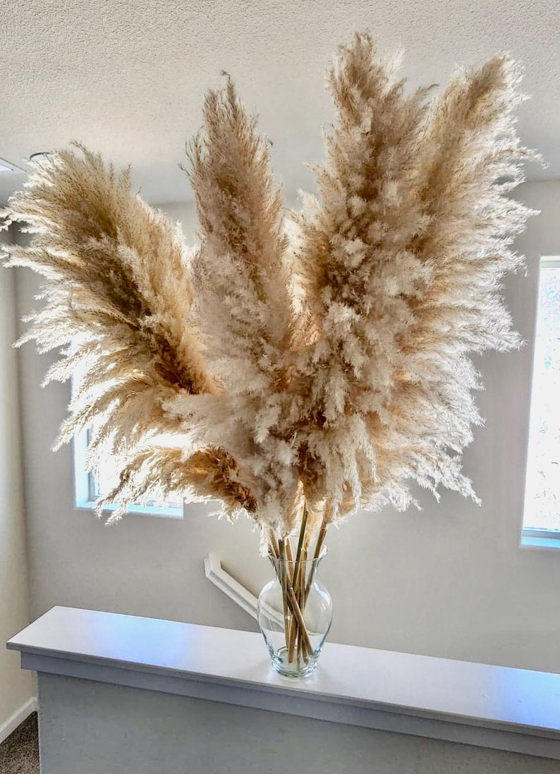 5 Stems TALL PAMPAS GRASS 2-4ft | Grand Sale | Dry